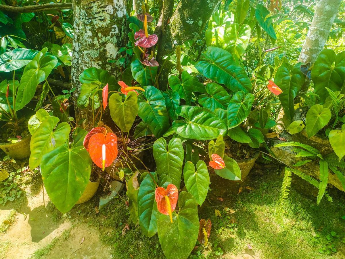 Samadhi Nature Resort Ella Kültér fotó